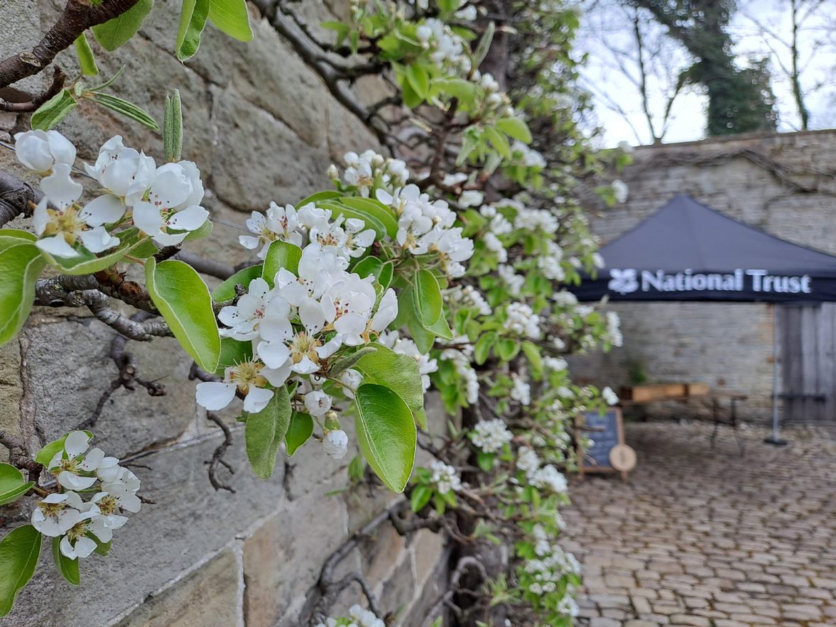 We're starting to see plenty of plant growth and activity here at Rufford. 🌼

Over the next couple of weeks keep your eyes peeled for the stunning carpet of bluebells in the north woods and along the beech walk, as well as pretty apple and pear blossom in the orchard. 🌸