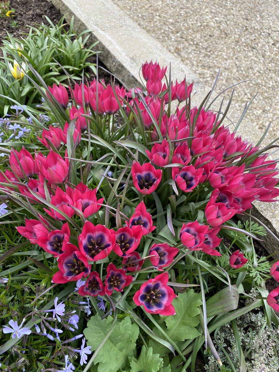 AlanEDown's tweet image. Tulipa pulchella Little Beauty putting on a great show every year in this hollow wall full of alpine plants. Great to see this clump increase in size every year!
#springbulbs @taylorsbulbs