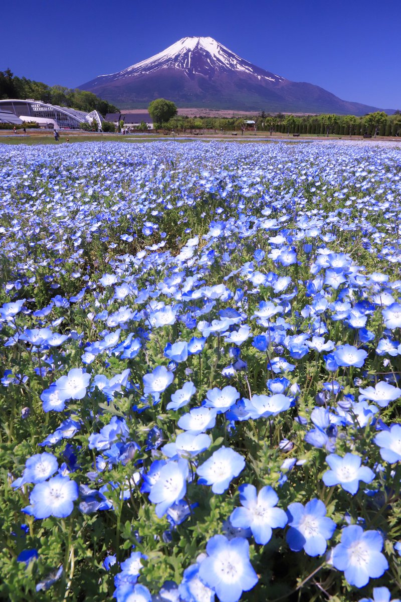 ネモフィラブルーの富士💙✨😁 📸2019.5.25