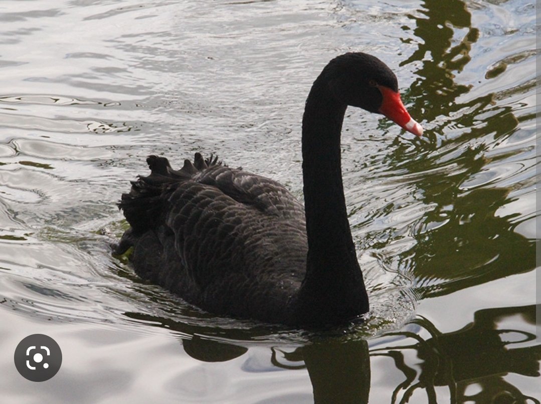 ¿Qué pasó, qué está pasando y qué puede pasar? PicaPica hoy, por <a href="/C5N/">C5N</a> con <a href="/Gatosylvestre/">Gustavo Sylvestre</a> .
Vibrantes últimos 10 minutos con datos y análisis. ¿Más Cisnes Negros?