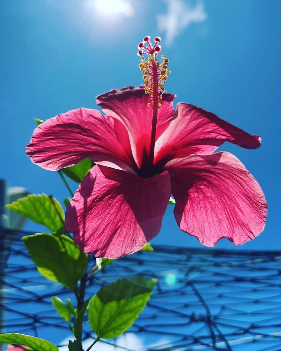 ShadhiyaAMuhsin's tweet photo. Iss a beautiful day ☀️😍 https://t.co/AM0978ivll