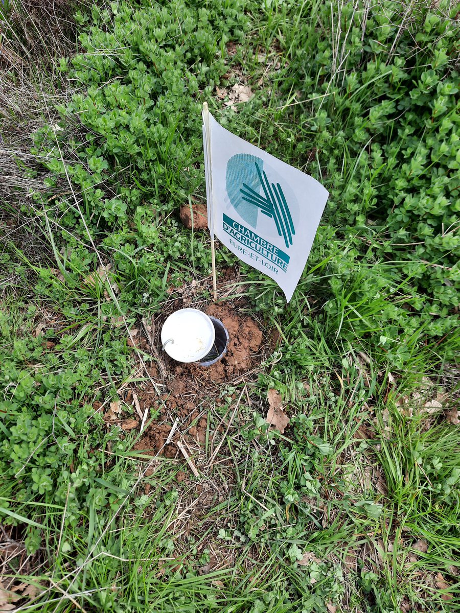 🪲 Un pot barber à été enfoui sur la ZTHA (Zone Tampon Humide Artificielle) sur la Ferme de Miermaigne pour pouvoir étudier les carabes qui s'y trouveraient ! Il sera relevé dans 1 semaine 🍀

@chambagri28