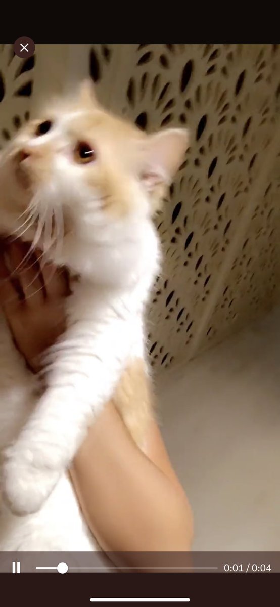 Catpeopleksa's tweet photo. قط ضايع
جده الحمدانيه الصالحيه بالضبط
اللي يشوفه يتواصل مع ٠٥٥٣١٤٧٧٣٧

@TbnaaCats @h7qql @soundsoul369 @RiyadhCats @boodyfam1314 @Adele2022 @Bnota1886 @smaljohani  @Arwah_team @f_forx @Arwah_team 
#تبنى_لاتشتري
#قطط_جده 
#قطط_مفقوده 
الله يرده ل بيت اهله يارب 🏡 💝 https://t.co/UT2JXiULrZ