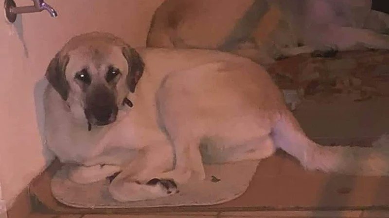ChangeTR's tweet photo. Sokak köpeğine tecavüz etti; "doktor tavsiyesi" dedi! 

Antalya Konyaaltı'nda Cesur adlı köpeğe tecavüz ettikten sonra yakalanan şahıs, 10 yıldır köpeklere tecavüz ettiğini itiraf etti.

Şahsın tutuklanması için Tuğçe Atkaya kampanya başlattı: 
✍️ https://t.co/5qYDaXFi2U https://t.co/ugFZinAjAx