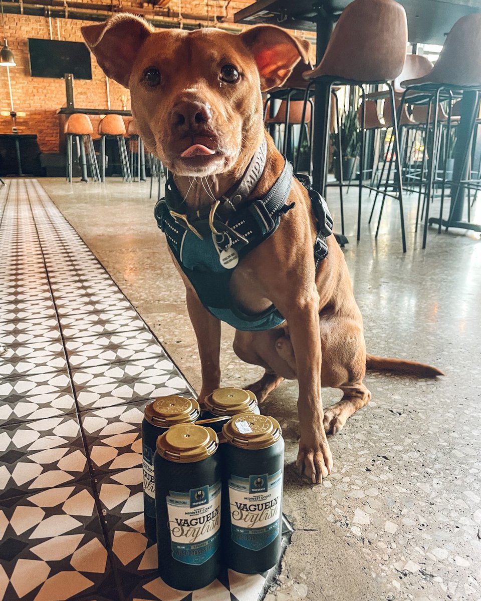 Vaguely Stylish Stripes, our West Coast IPA is back for a limited time and Opie thinks it's lip smackin' good.

The entire Vaguely Stylish series boasts a solid malty backbone, with Stripes promoting Cascade and Chinook hops.