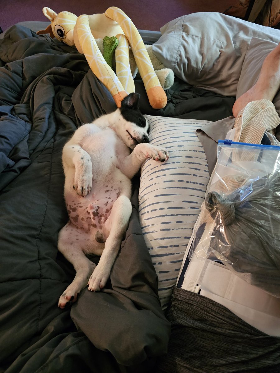 MonkieRocGaming's tweet photo. Well y'all. This is life right now. Got a #puppy a week ago. His name is Kibodeaux & he's 11wks old. Also, I had knee surgery 4 days ago. We are slowly trying to get life back in order. I hope y'all #keepthingsweird.
#Puppies #dogsoftwitter #Healing #streamer #workinprogress https://t.co/DFJER3ELJa