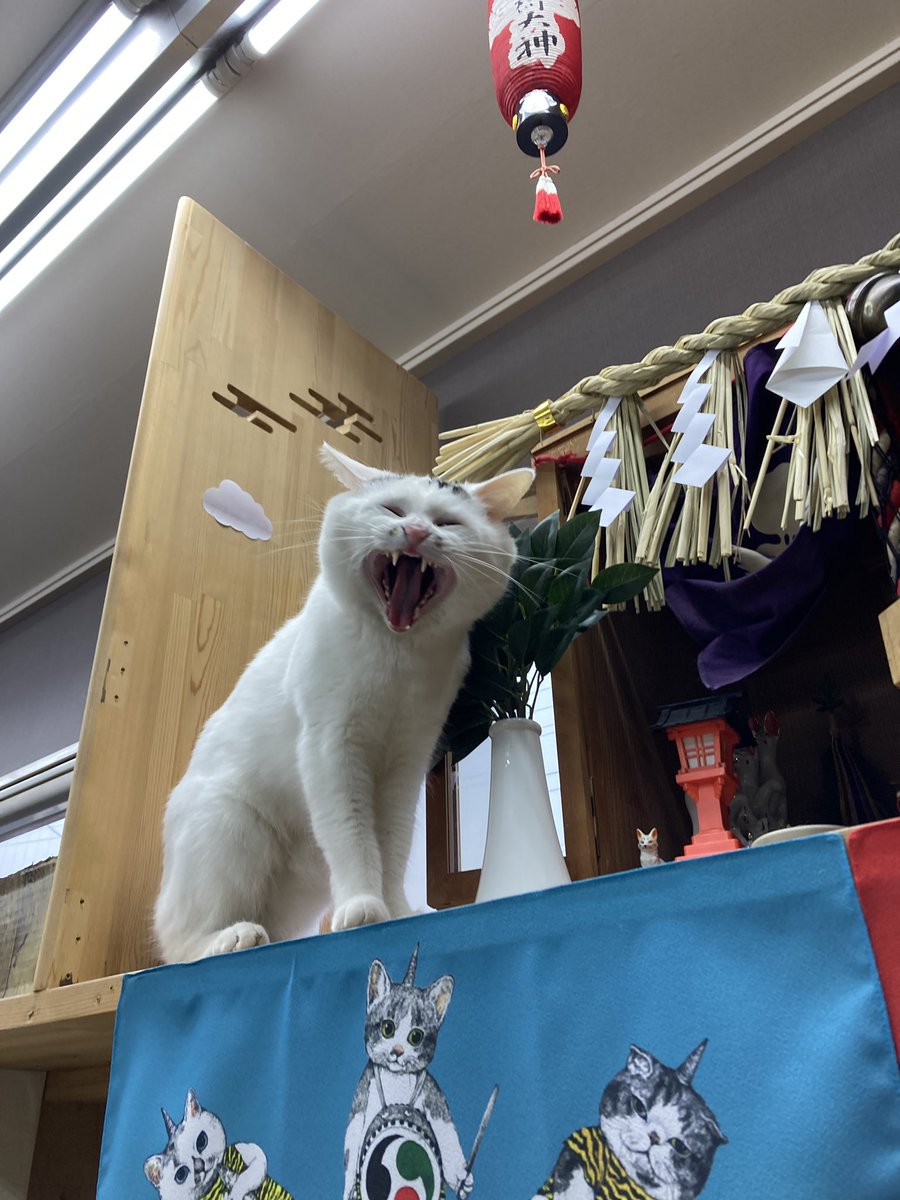 linkdou's tweet photo. いまからヤンチャします😸

神棚のしめ縄が…😱

#だって猫だもん https://t.co/56PZ4dunnd