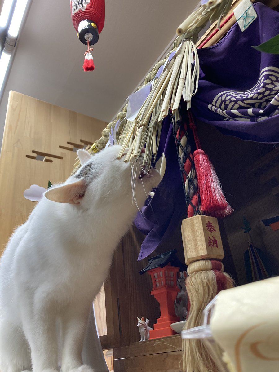 linkdou's tweet photo. いまからヤンチャします😸

神棚のしめ縄が…😱

#だって猫だもん https://t.co/56PZ4dunnd