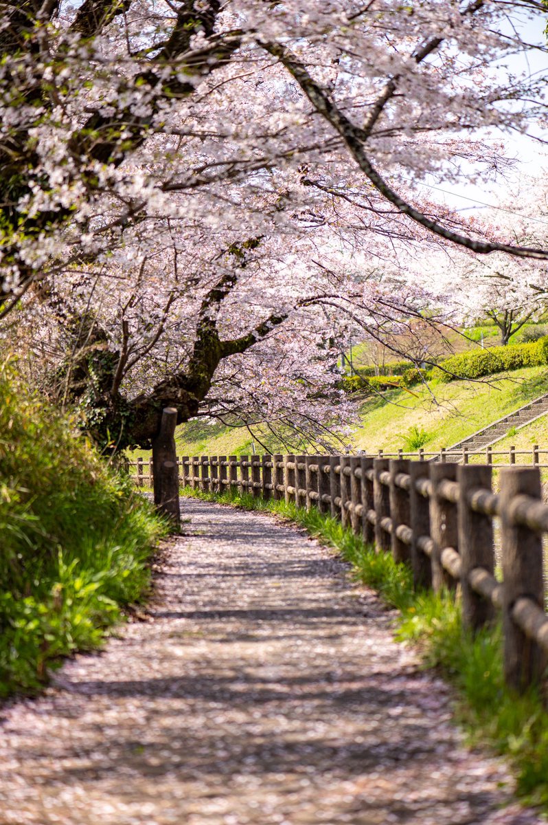 CharPhotograph's tweet photo. 今年の桜🌸 https://t.co/MoVBrxJebH