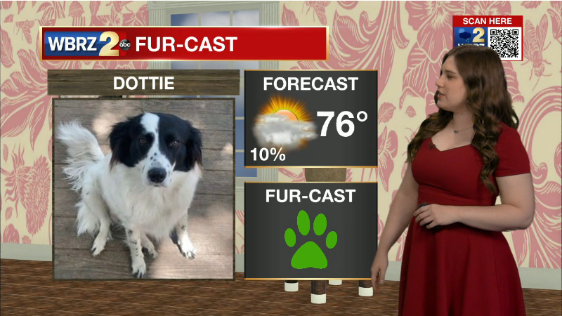 marisanuzzowx's tweet photo. Green paws from Dottie today! 
Fur-cast video replay: https://t.co/7f142ODhwQ https://t.co/tZUSYSd5b0