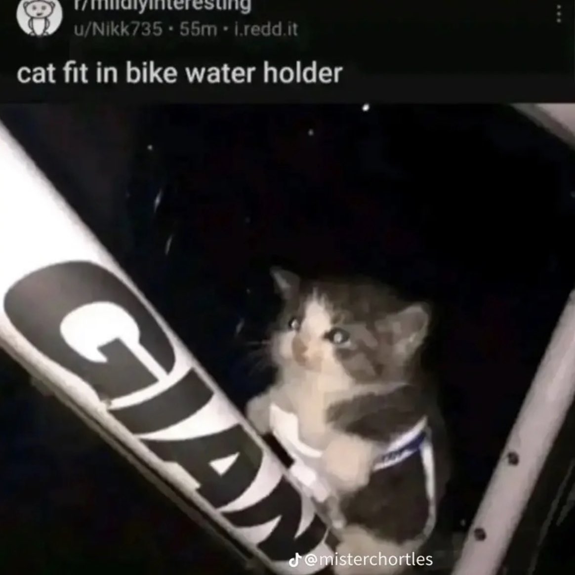 chaotic cats tweet media