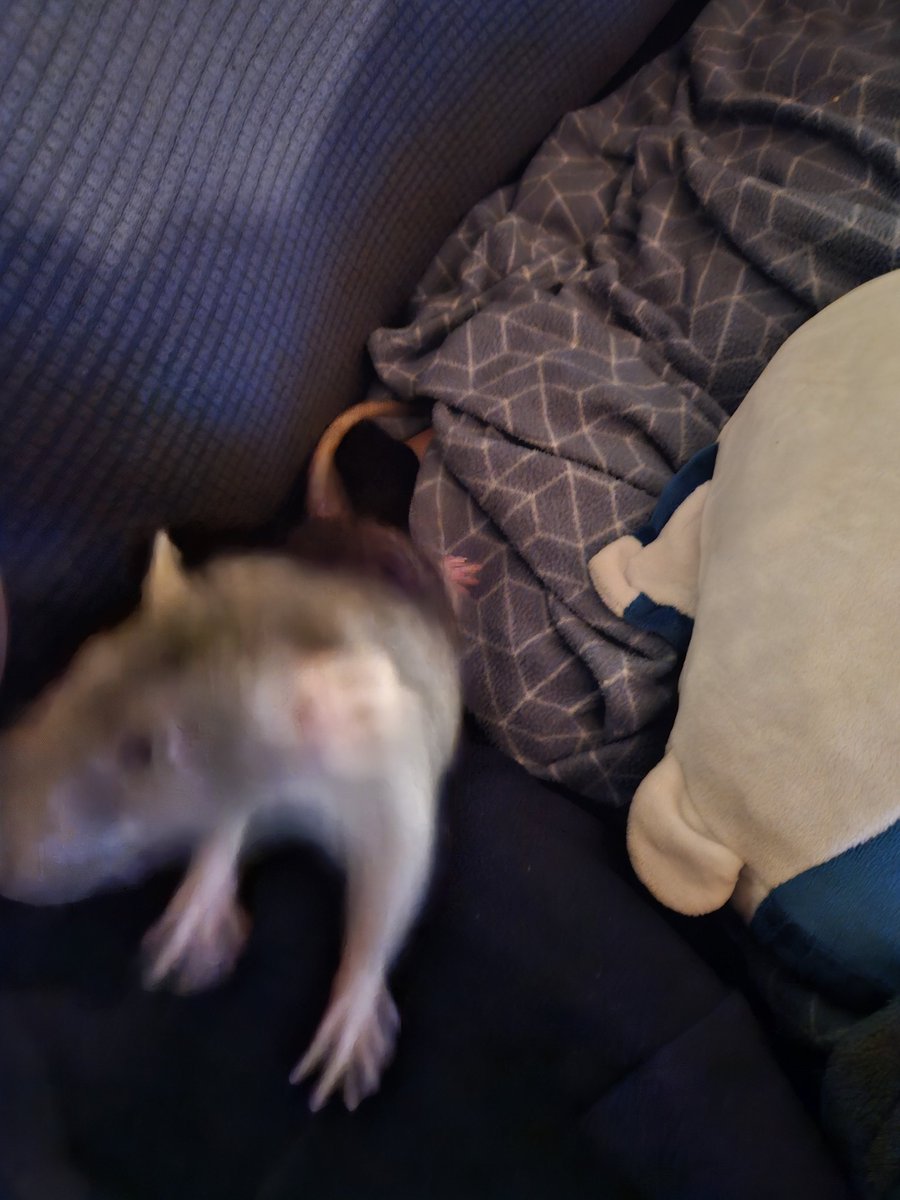 Last night I gave them rice and then locked myself into combat with three rats who desperately wanted rice and know that The Rice comes from My Bowl