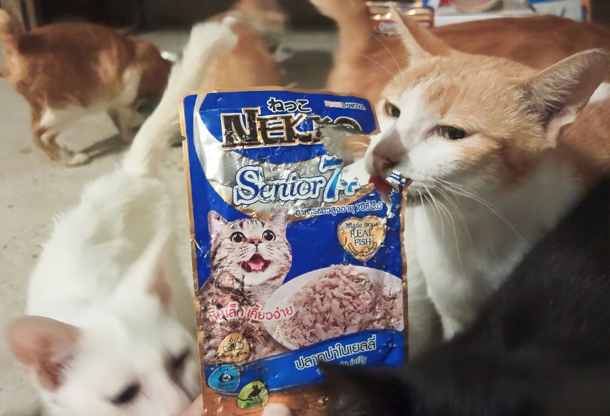 nuttyinlove46's tweet photo. 🐈🤏🏻เรามีน้องในปกครอง11ตัว มีน้องป่วยด้วย ใครอยากทำบุญเรายังรับอาหารเม็ดให้น้องๆอยู่นะคะ ทานจุกกันมากๆเดือนนึงน้องทานประมาณ20กิโล ทำให้ไม่เพียงพอ ฝากเอ็นดูเด็กๆของเราหน่อยน๊าา ทักมาขอรูปขอคลิปหรือวิดิโอคอลได้ค่ะ หรือจ้างตัดคลิปแต่งรูปได้ค่ะ💚✨ #ทาสแมว #ทำบุญ https://t.co/n63VW1Imsr