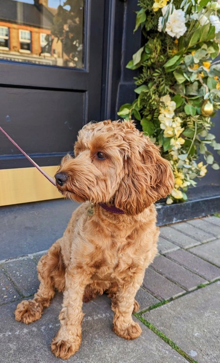 We go potty for a pooch all year long, but since we are in the midst of #NationalPetMonth, here's an especially warm welcome for you &amp; your K9 friends to pop in together, have a drink or dine with us inside or out in our private terrace. Doggy snacks are available🐕🐾
<a href="/VisitChis/">Visit Chislehurst</a>