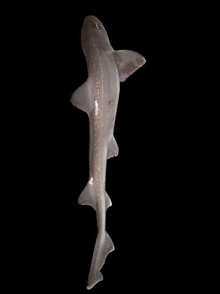 A <a href="/IreneMontero/">Irene Montero</a> le gusta esto.