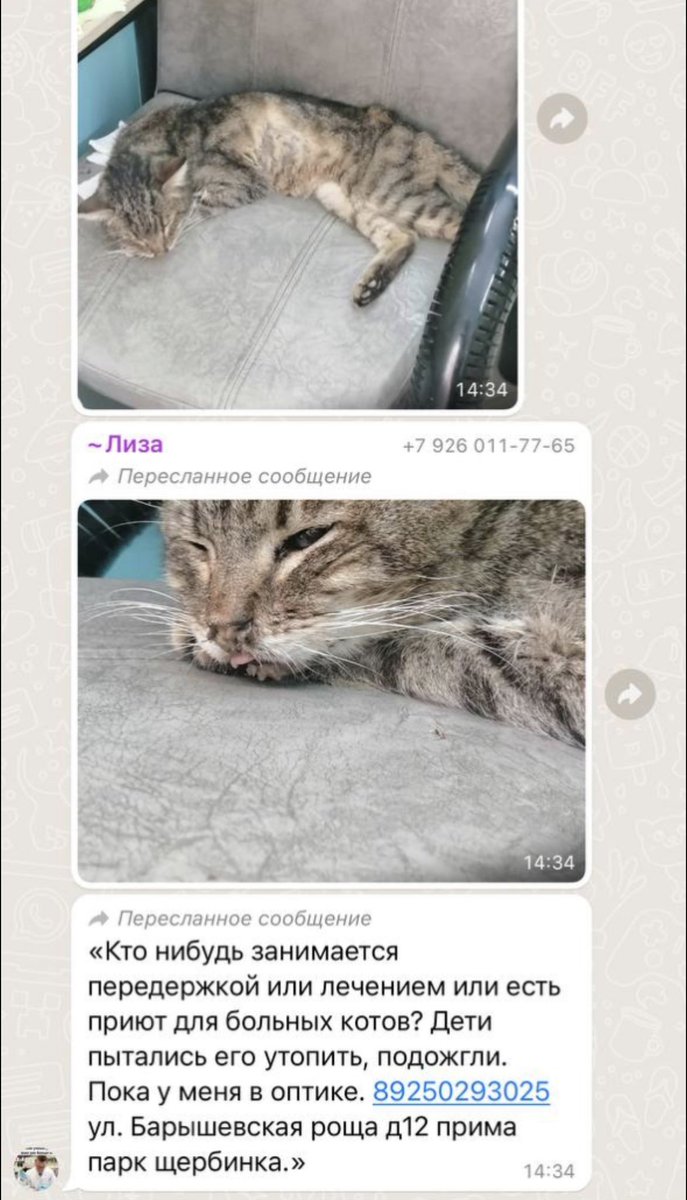 Москва и область, пожалуйста обратите внимание на данный пост
Котик подвергся издевательствам, счастье, что остался жив
Ему очень нужен дом, временный, а лучше постоянный ❤️‍🩹

Пожалуйста, помогите с распространением данного поста