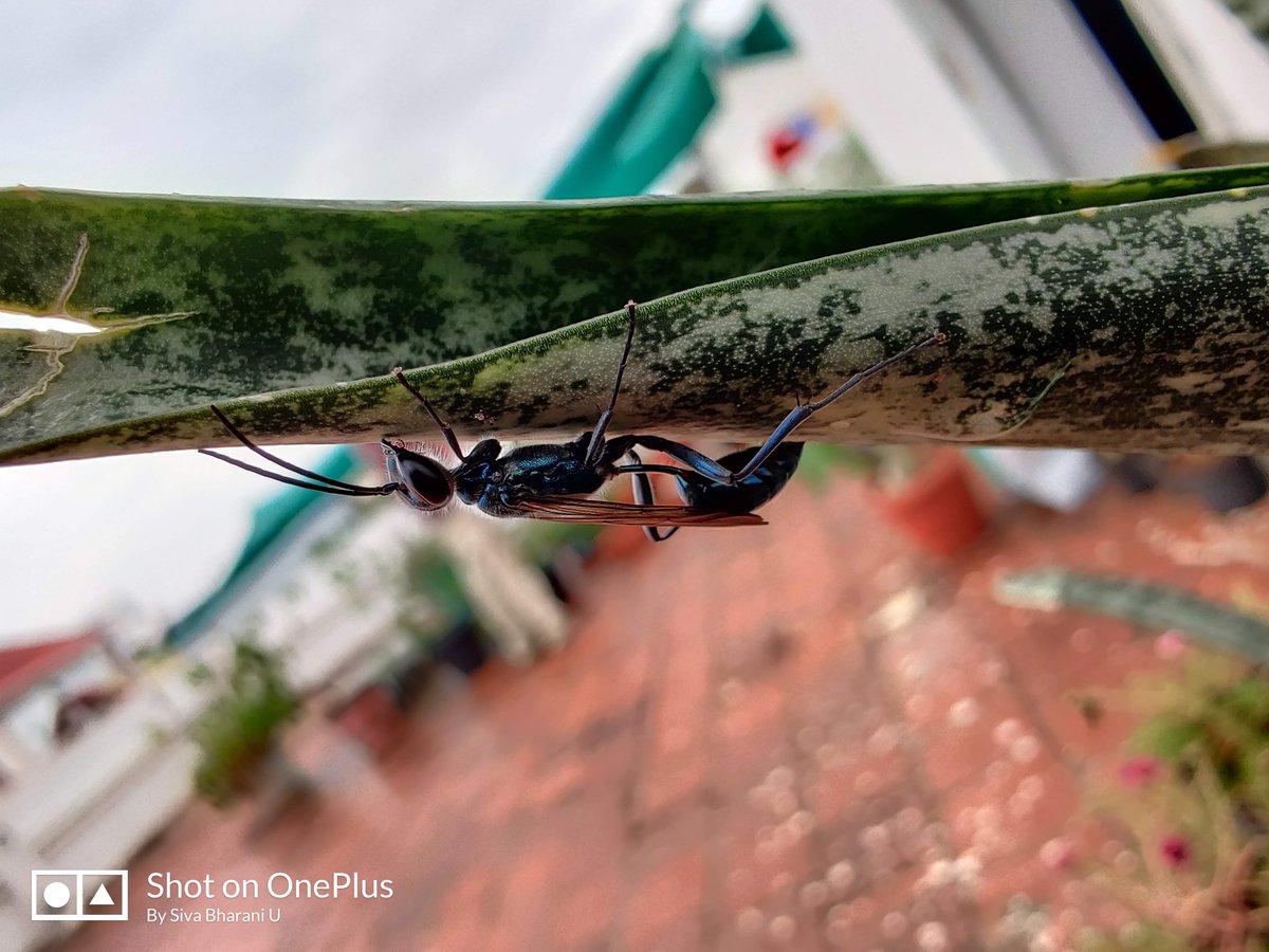 Photos from 
#OnePlus7Pro and #OnePlus7T 
Golden days
#NoEdit 
1 & 2 - 7 Pro
3 & 4 - 7t

7t macro Vera levelu