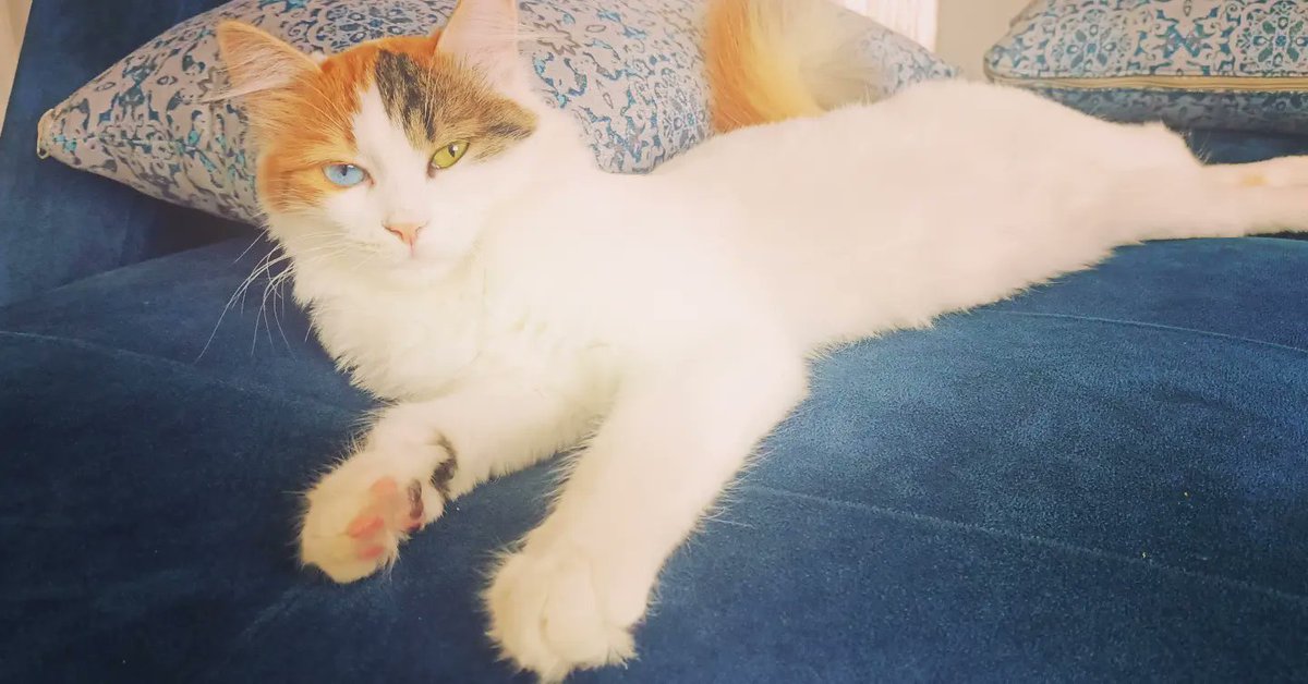 nihal_3450's tweet photo. Yatarak iftarı bekleyenleri temsilen...
#kedi
#kedikeyfi
#keşfetteyiz https://t.co/q60ulNhnO2