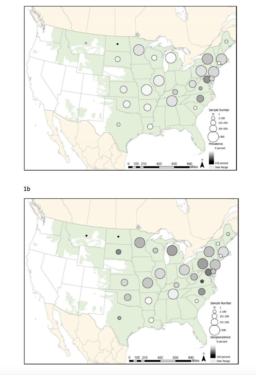 MarionKoopmans's tweet image. Virological and serological evidence of circulation of SARS COV 2 among white tailed deer in the US. Large study, worrisome results. High prevalence of ongoing and past infections, showing this is a reservoir in which the virus is circulating biorxiv.org/content/10.110…