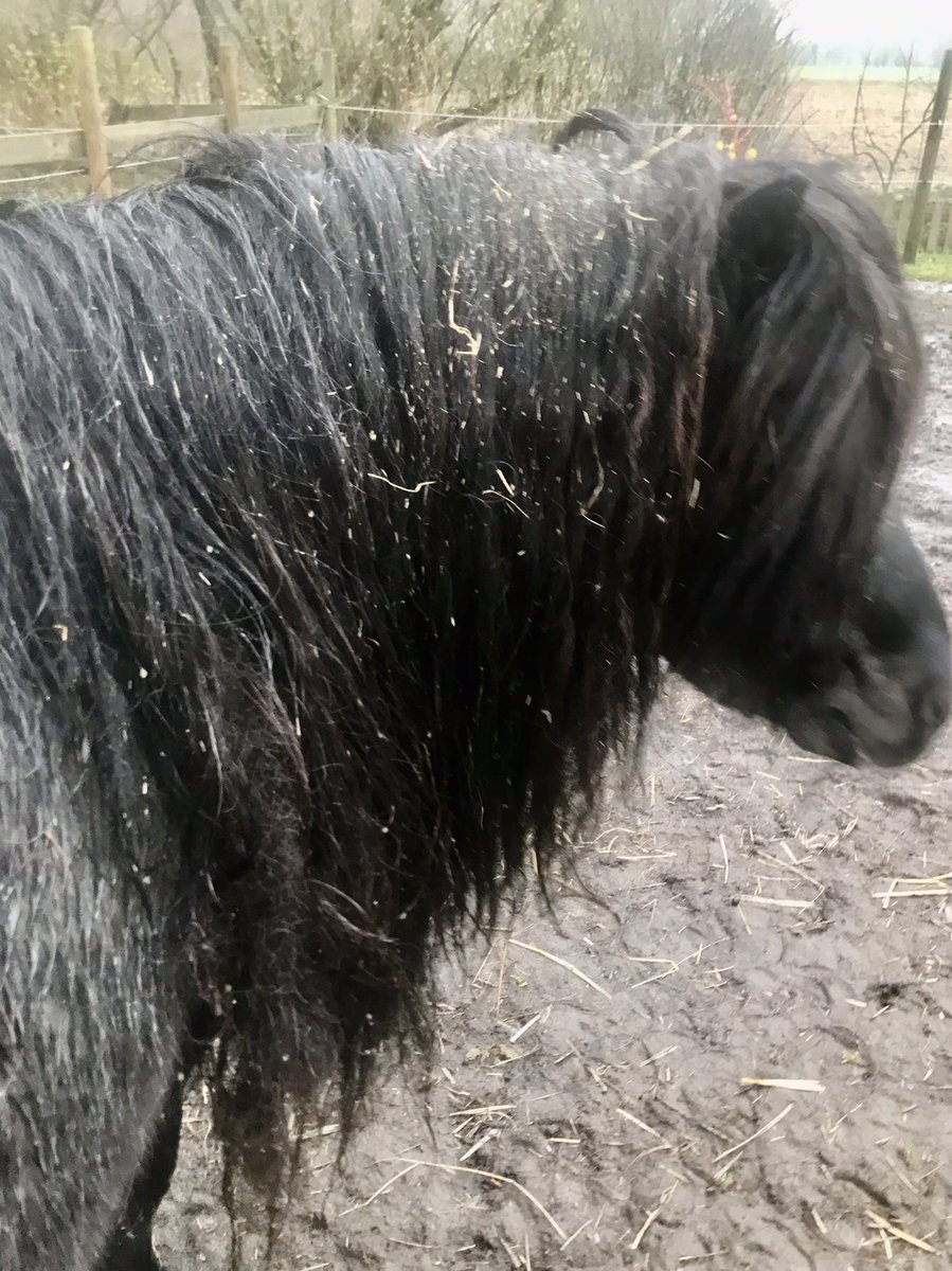 shetlandbook's tweet photo. The rain is back, but the temperature is agreeable and there’s no wind. I have my natural raincoat! #ponyhour #ShetlandPony #NativePony https://t.co/FLMaf4hI9F
