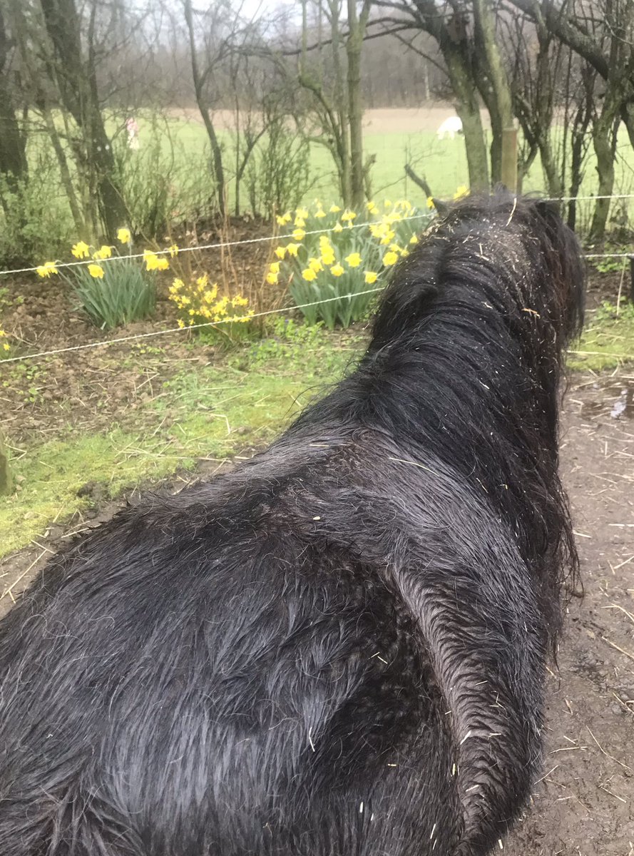 shetlandbook's tweet photo. The rain is back, but the temperature is agreeable and there’s no wind. I have my natural raincoat! #ponyhour #ShetlandPony #NativePony https://t.co/FLMaf4hI9F
