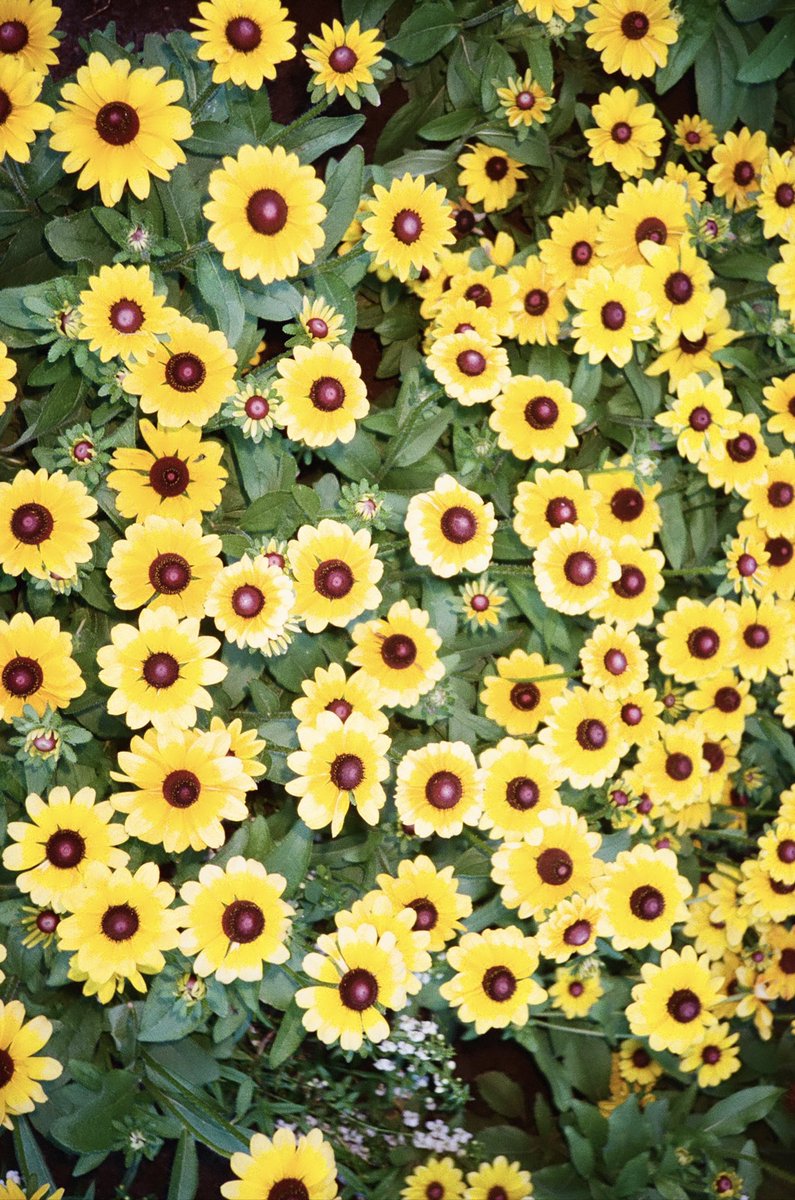 poweredbypain's tweet image. Good morning✌️