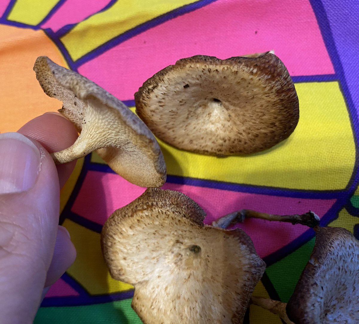 okapichann's tweet photo. 息子が近所の公園でキノコ見つけたんだけど、なんていうキノコだろう。
図鑑見てもわからない。。。
わかる方いたら教えてほしいです！

#きのこ
#アミガサタケ見つけたい https://t.co/pK3y3GVW34
