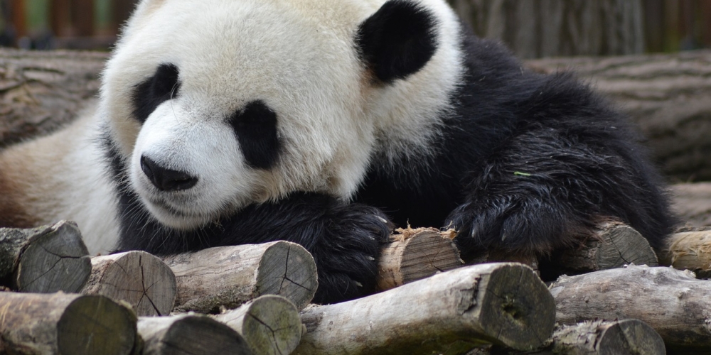 #panda #zoo #cute That's really out of sight! buybybye.eu