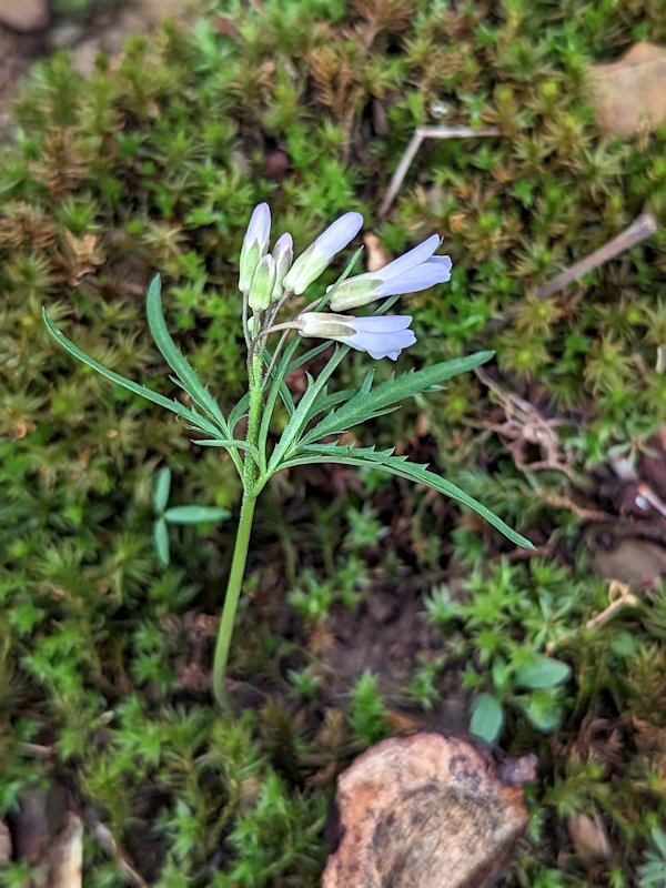 AndiFerguson1's tweet photo. #PhotoOfTheDay. Some #Spring ground action.

#wildflowers #RueAnomone #CutleafToothwort #MayApple [watch this space for a flower] https://t.co/tf1eANRWSU