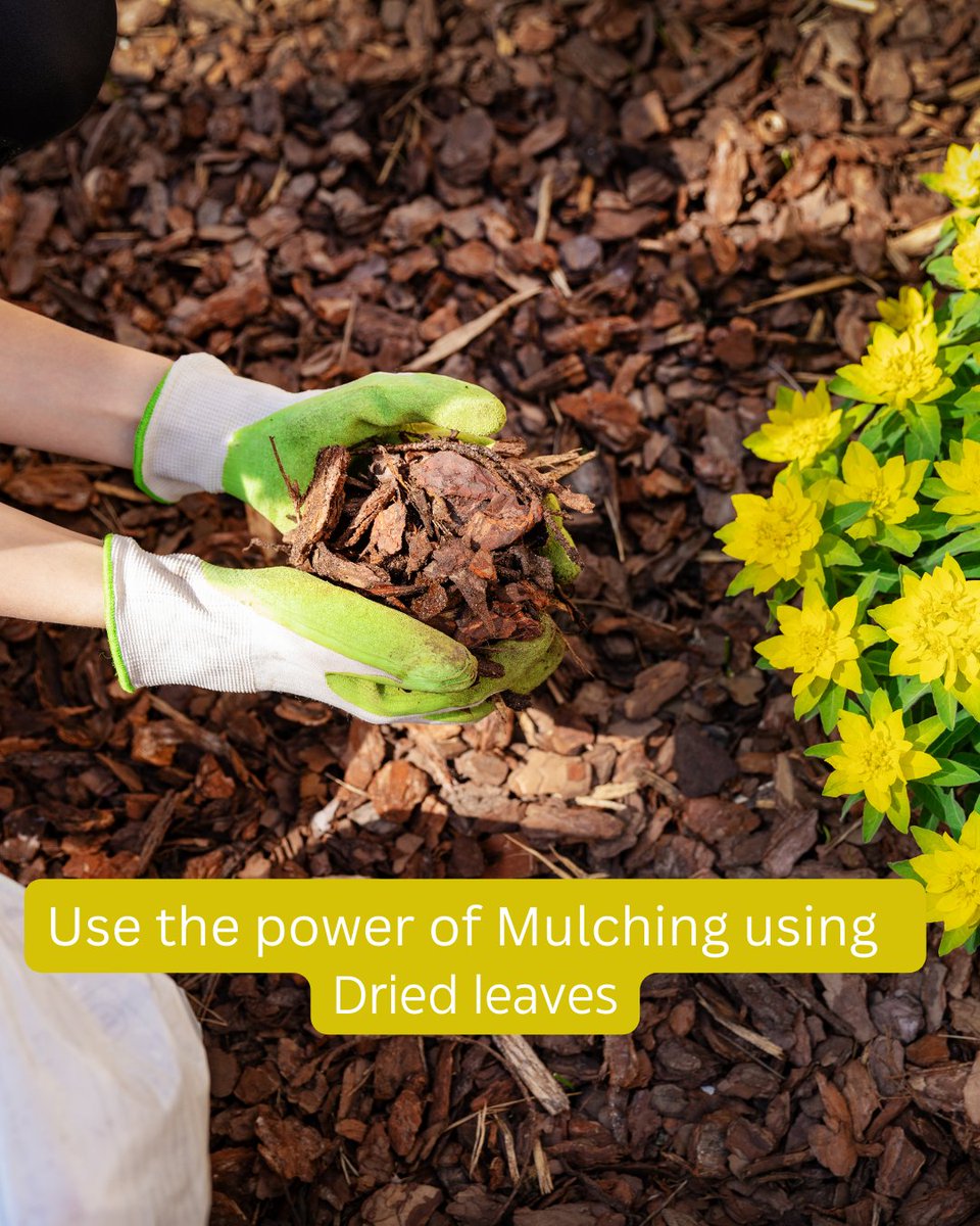 Shehri_Kisaan's tweet image. Protecting Your Garden: Essential Steps for Summer Plant Care....

Visit shehrikisaan.in for more related information....

#summergardening #plantsafety #gardenprotection #greenerycare #pestcontrol #heatproofplants #mulching #droughtresistantplants #fertilizertips #prunin