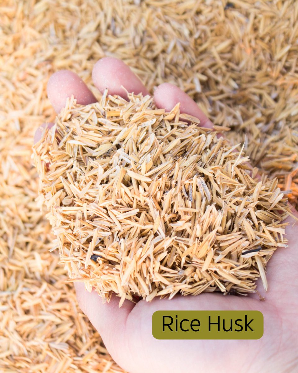 Shehri_Kisaan's tweet image. Protecting Your Garden: Essential Steps for Summer Plant Care....

Visit shehrikisaan.in for more related information....

#summergardening #plantsafety #gardenprotection #greenerycare #pestcontrol #heatproofplants #mulching #droughtresistantplants #fertilizertips #prunin