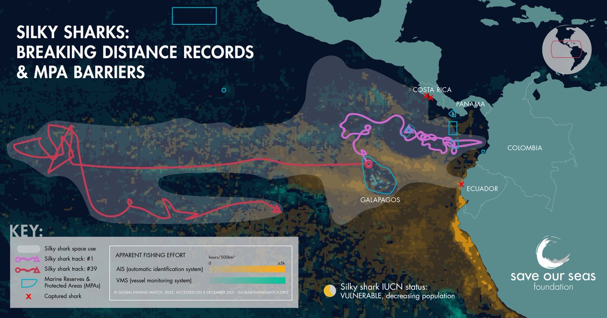 Save Our Seas (@saveourseas) on Twitter photo Maps of sharks’ journeys show marine protected areas alone won’t save them.
#Silkysharks account for a huge proportion of the global fin trade yearly and have experienced a dramatic population decline in recent years due to this fishing pressure.
<a href="/DarwinFound/">Charles Darwin Foundation-Fundación Charles Darwin</a> <a href="/NSUGHRI/">Guy Harvey Research Institute</a> Maps of sharks’ journeys show marine protected areas alone won’t save them.
#Silkysharks account for a huge proportion of the global fin trade yearly and have experienced a dramatic population decline in recent years due to this fishing pressure.
<a href="/DarwinFound/">Charles Darwin Foundation-Fundación Charles Darwin</a> <a href="/NSUGHRI/">Guy Harvey Research Institute</a>