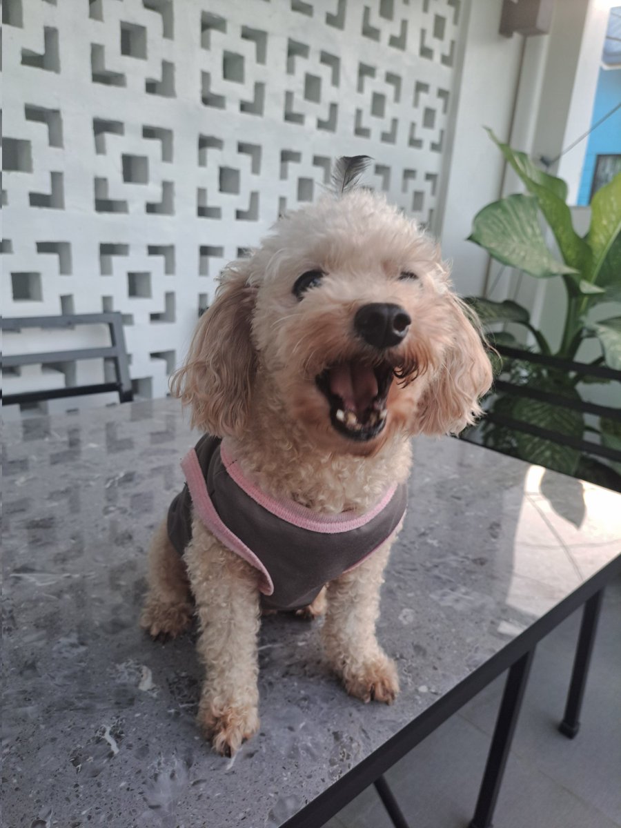 THEREALHELIAS's tweet photo. Happy Internatioanl pet day! https://t.co/48TrkyZBlA