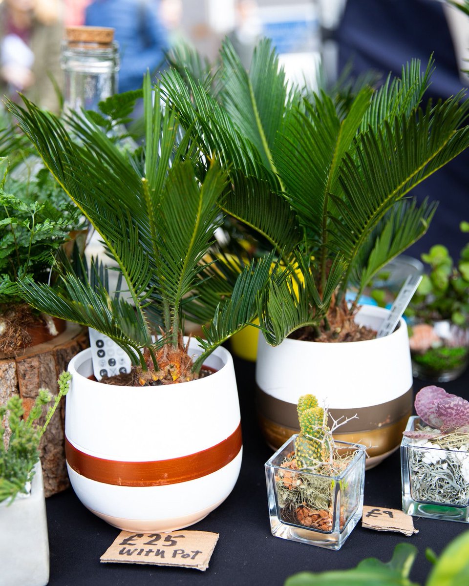 Ready to spruce up that living space? 🌱Head down to the market and check out our selection of house plants – they’re sure to make your home even more inviting! 🤗 #HousePlants #MarketFinds