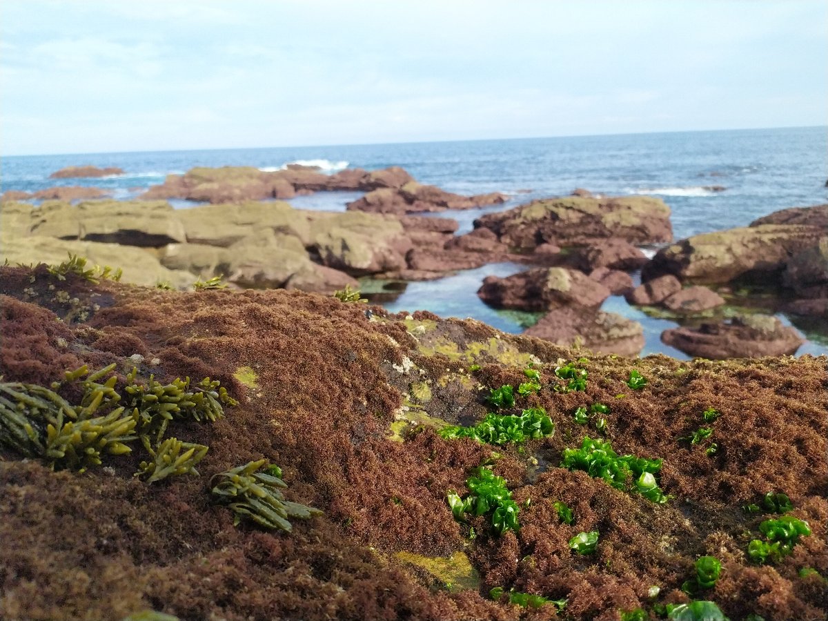 GlobalOmnium's tweet photo. 🤓¿Sabías que las algas pueden servir como indicadores de calidad del agua?🌿
Para ello en el área de Medio Marino 🌊 del Departamento de Consultoría Medioambiental 🌍de #Gamaser contamos con un equipo de expertos encargados del muestreo e identificación de algas https://t.co/9l2sDLaaw9