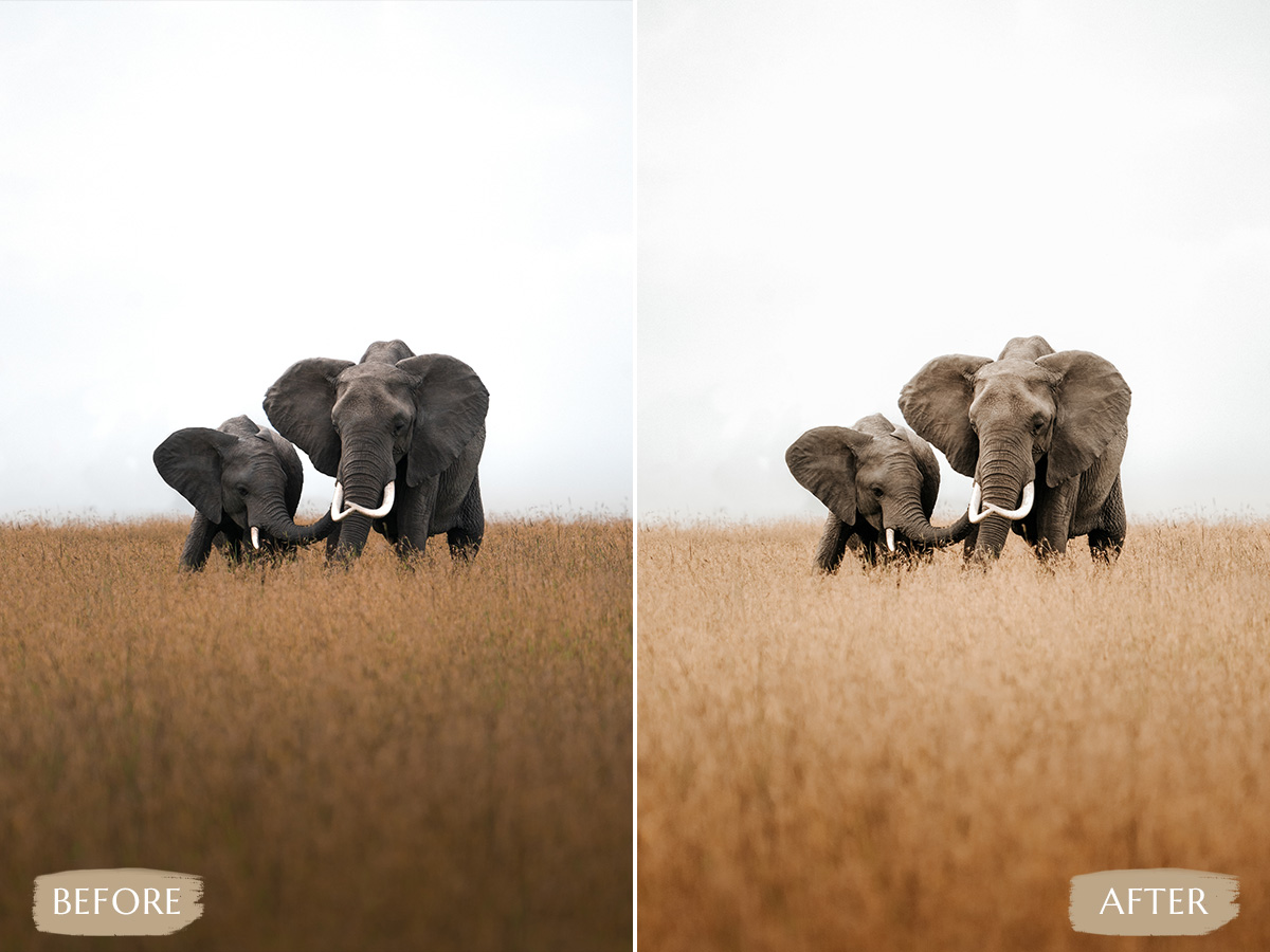 PixmellowHQ's tweet photo. Safari Video LUTs
Safari Video LUTs have been designed with precision and attention.
Get LUTs below this link👇🏿
https://t.co/4EIXUuo5ct
#safari #safariluts #photographyluts #musicvideolut #lutsvideoediting #lutediting #lutfilmora #lut #lutsforvideo #videolutsfree #videoluts https://t.co/VbfMDtqa1t