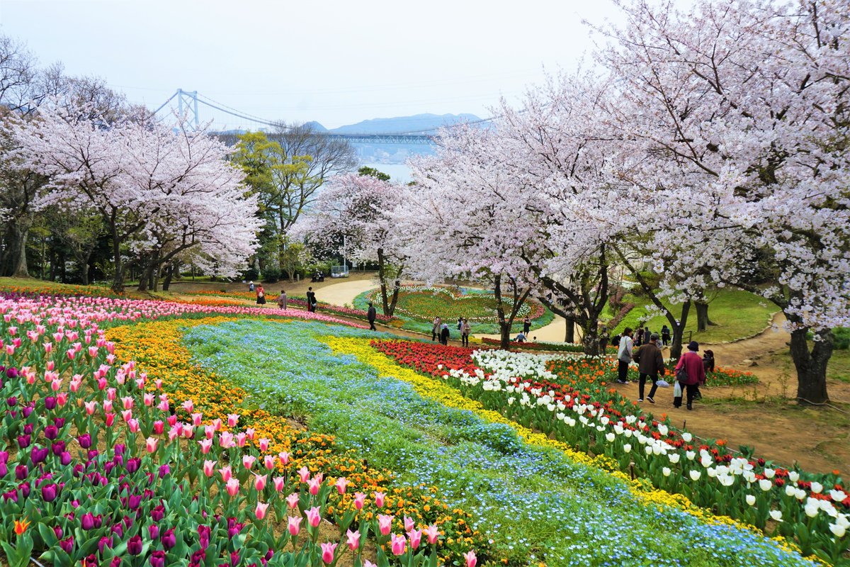 venayamaguchi's tweet photo. Nuestra prefectura tiene un montón de rinconcitos llenos de encanto que se vuelven todo un espectáculo en primavera y este año nos ha vuelto a dejar un buen álbum de fotos.
¿Tú también tienes un lugar favorito para ver los cerezos en flor? La próxima parada te toca en Yamaguchi. https://t.co/el0jMtvWWj
