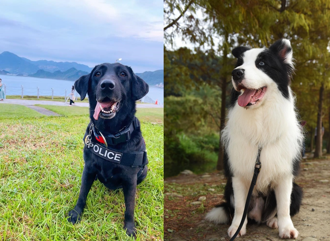 Police sales dog adoption