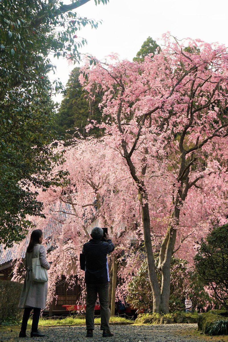 venayamaguchi's tweet photo. Nuestra prefectura tiene un montón de rinconcitos llenos de encanto que se vuelven todo un espectáculo en primavera y este año nos ha vuelto a dejar un buen álbum de fotos.
¿Tú también tienes un lugar favorito para ver los cerezos en flor? La próxima parada te toca en Yamaguchi. https://t.co/el0jMtvWWj