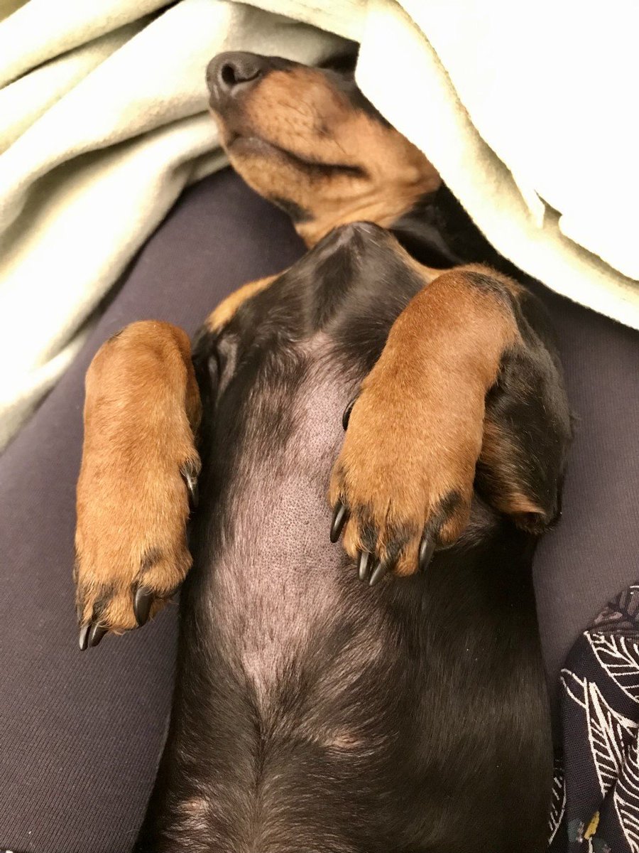 On #nationalpetday, we present Biscuit the office dog displaying classic post-Bank Holiday motivation issues 😆💛
#scottishgoldjewellery #scottishgoldweddingrings #miniaturedachshund #raringtogo