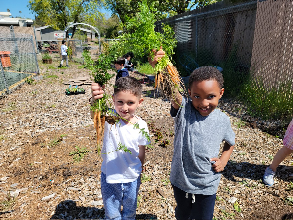 Beautiful day to harvest carrots. Kids had so much fun looking at the different sizes and colors of the carrots. <a href="/SunTerraceSTEM/">Sun Terrace STEM School ☀</a> @nicolecareselp