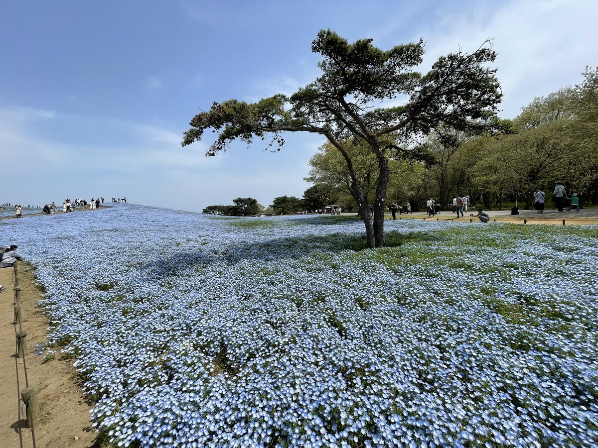 sk78285374's tweet photo. ひたち海浜公園に来てます。
天気も良く、ネモフィラとチューリップが綺麗です。

平日だけど、大混雑です。
日祭日やGWは恐ろしい事になりそうですね！

#ひたち海浜公園 https://t.co/7PVB2U2X7g