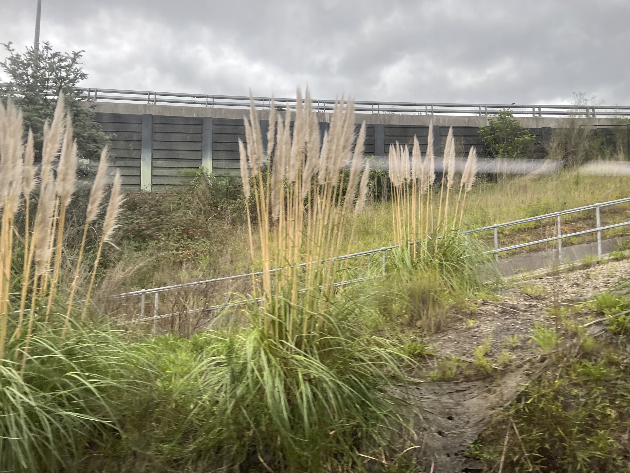 Invasive Species Council on Twitter: 