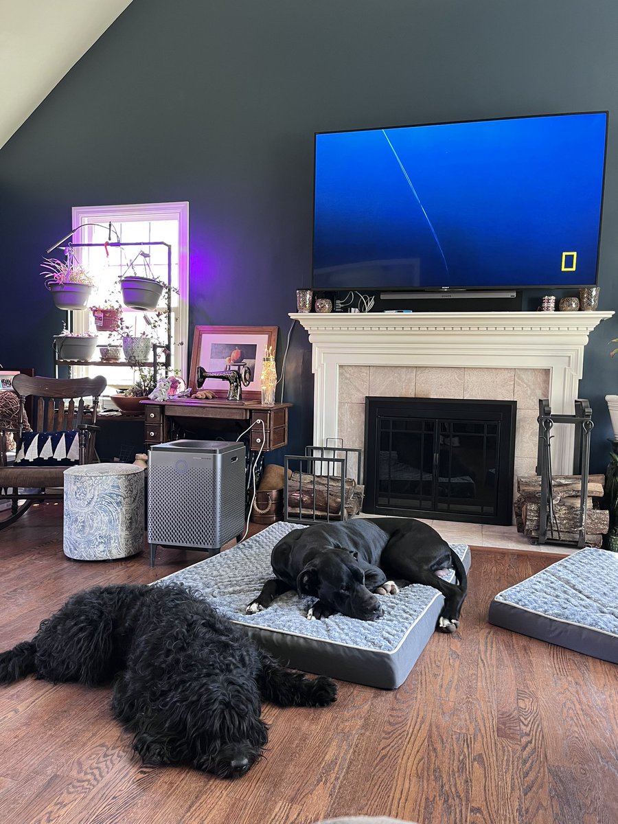 DoodleAndDane's tweet photo. @BelleAshM Our two lazy crazies https://t.co/IsSJzSvucE