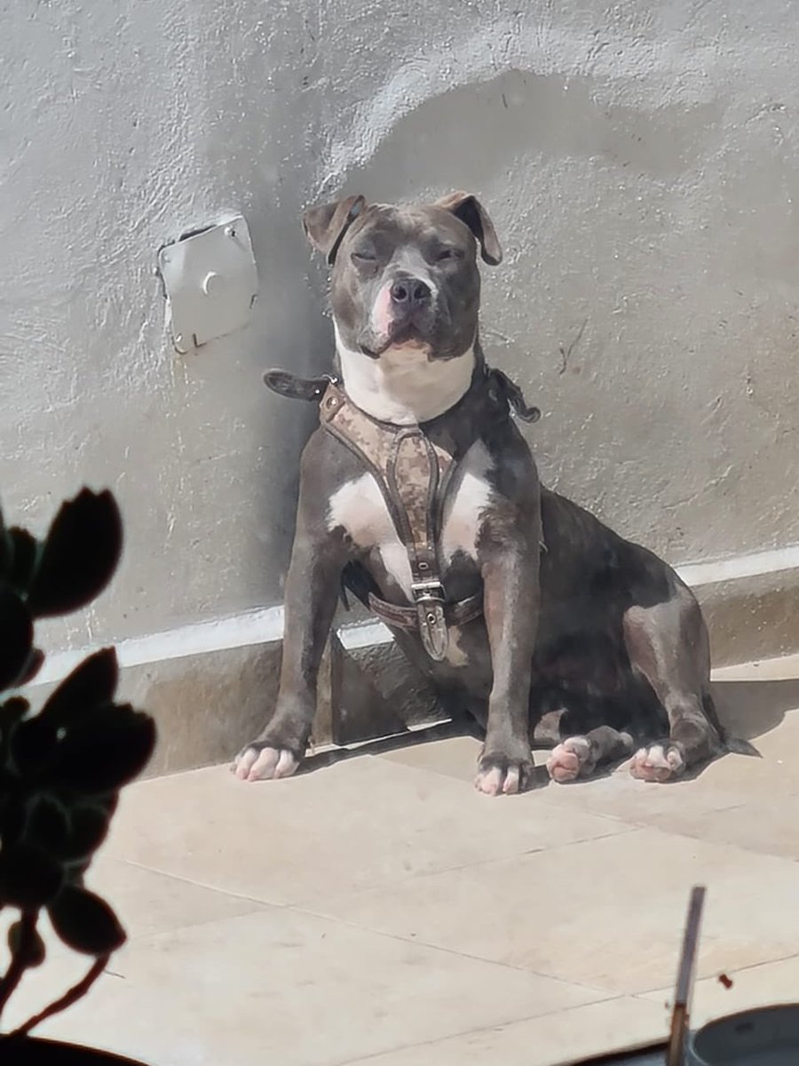amarilloalarcon's tweet photo. #Ayuda Buenas noches. Me acabo de perder en @AlcaldiaCoy en Ejidos de San Francisco Culhuacán
Si alguien me ha visto ayúdame a regresar a casa
En ejido Candelaria Teléfono 5585584915 $$$$ #Hijo #Perro #Familia #MePerdi @MascotaCoyoacan @MASCOTASDECALLE @mascotasperdids https://t.co/MG237PLt0N
