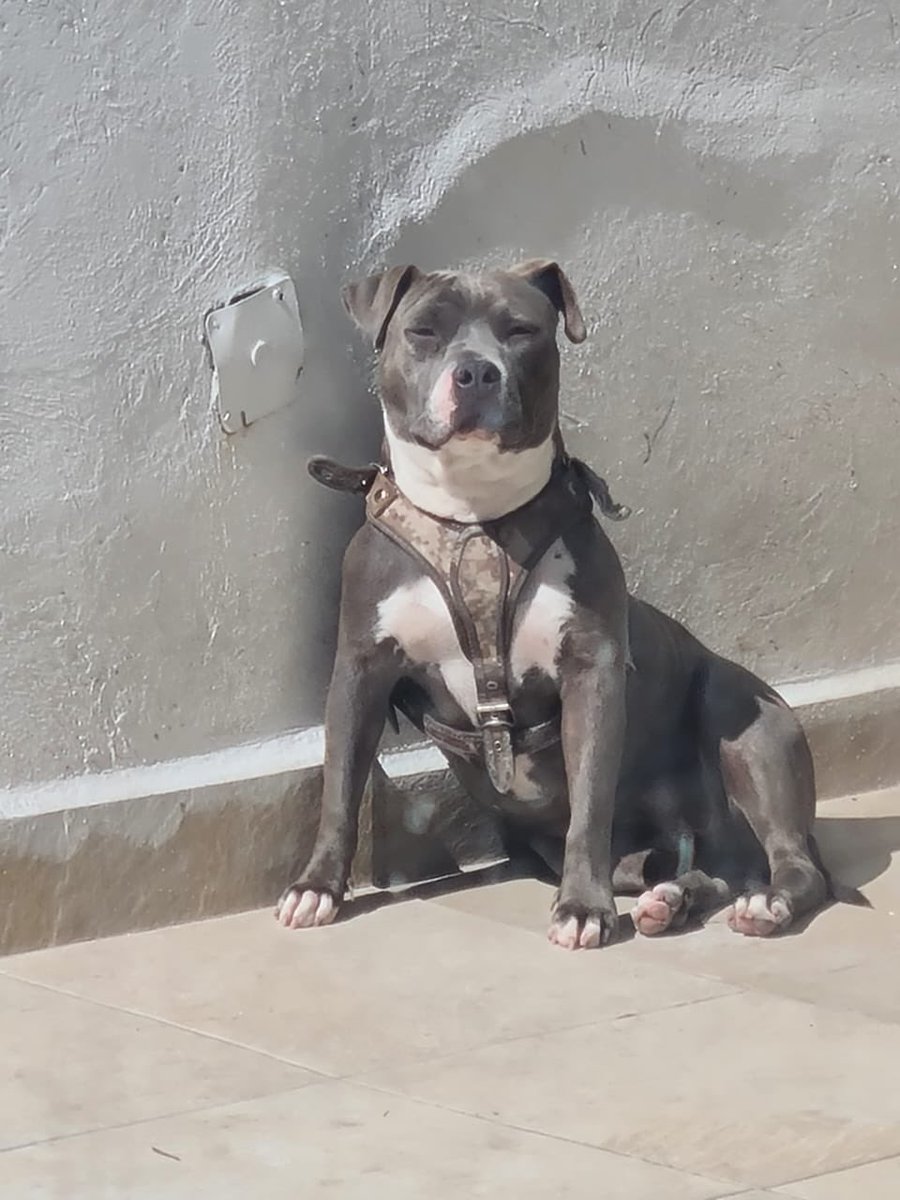 amarilloalarcon's tweet photo. #Ayuda Buenas noches. Me acabo de perder en @AlcaldiaCoy en Ejidos de San Francisco Culhuacán
Si alguien me ha visto ayúdame a regresar a casa
En ejido Candelaria Teléfono 5585584915 $$$$ #Hijo #Perro #Familia #MePerdi @MascotaCoyoacan @MASCOTASDECALLE @mascotasperdids https://t.co/MG237PLt0N