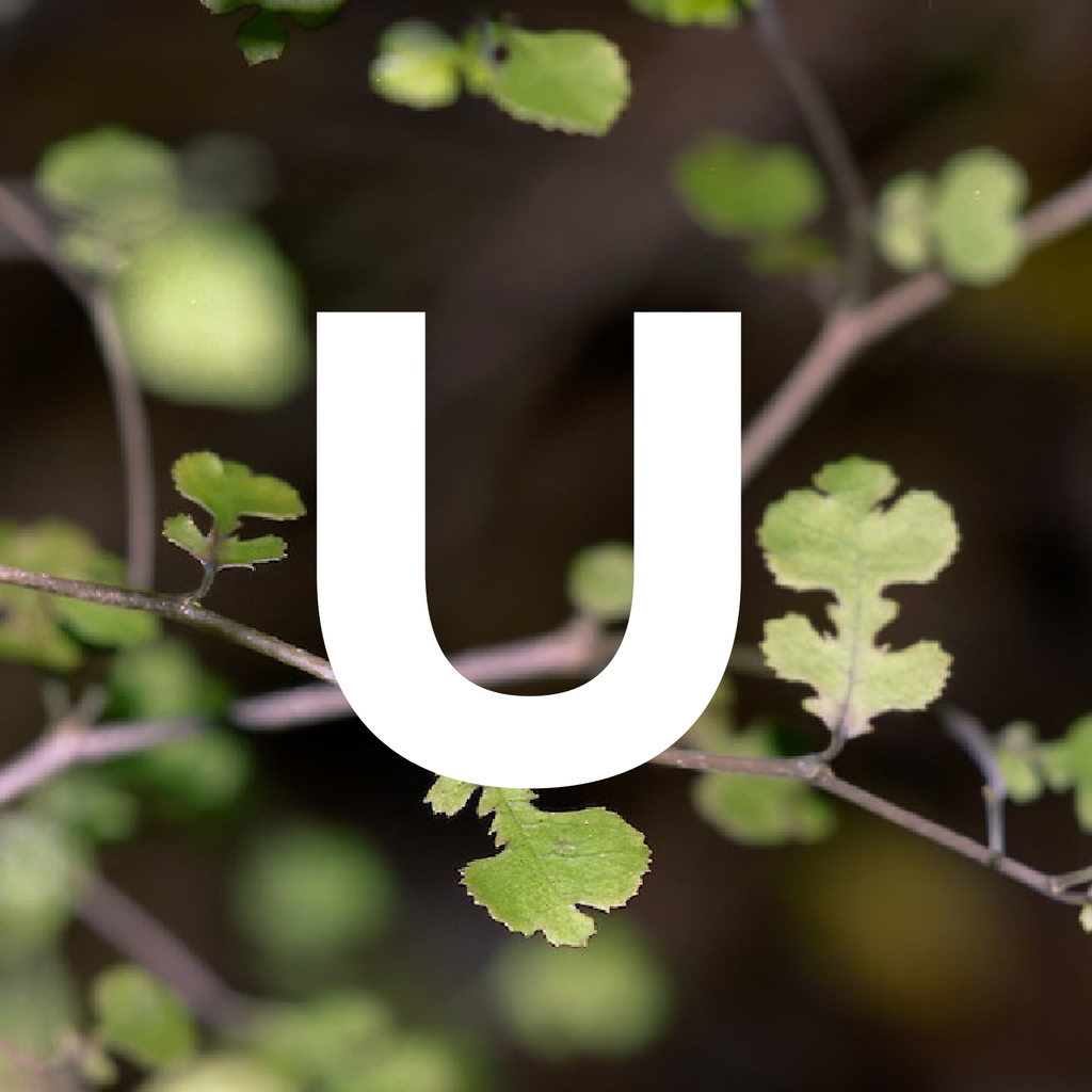 🌳 Trees That Count 🌳 tweet media