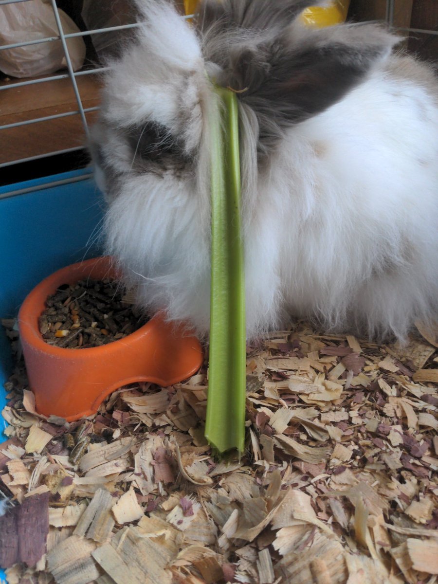 TurtleOfTime12's tweet photo. #prayingforsteve
My rabbit steven Mera
🙏 https://t.co/nodFW4u9Aw