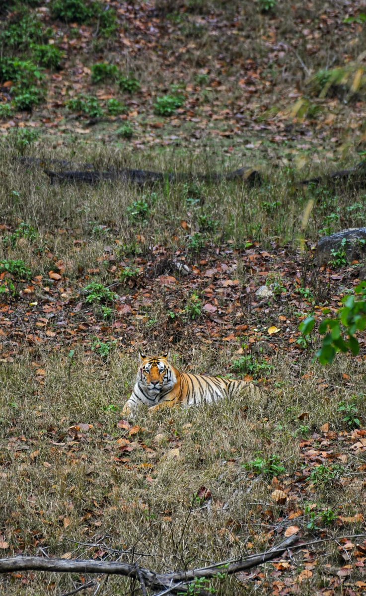 lottysayshi's tweet photo. 🌺🌸His Majesty sat looking at us with indulgence...and we thought we have sighted a tiger🌺🍁🌸

#ParveenKaswan
#RandeepHooda
#ChundawatRaghu
#Sachin_rt
#KiplingCampmp
#KiplingCamp
#MPTourism
#PS_MPTourism https://t.co/8IMcNugghx