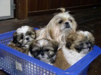 DoggoPy's tweet photo. Doggo Post: 7873
#gooddog https://t.co/ilnofVV8i0
